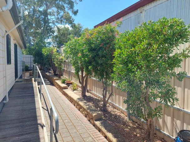 Hedging trimming pruning near me